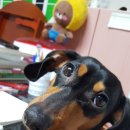 홍상희동물병원 이미지