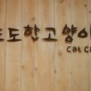 도도한고양이 이미지