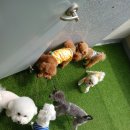 데일리 댕댕 이미지