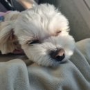 (주)하늘정원 | 광주 소형견 애견카페 추천! [광산구 하늘정원]