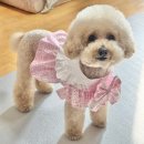 메이드펫 | 펫패션 쇼핑몰 이누네코 핸드메이드 강아지 여름원피스 하네스 겸용 반려견옷