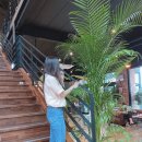 팍스디엠지 이미지