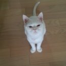 중앙가축약품 이미지