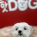 핫도그애견샵 이미지