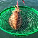 깊어가는가을 주꾸미꽃게 이미지