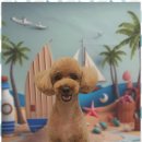 블랑드펫 이미지