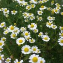 캐모마일의 효능 이미지