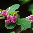 꽃 싸리 이미지