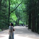 나무와 친해지기 | 여름과 친해지기/강릉