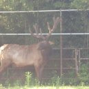 믿음사슴농장 이미지