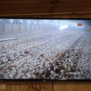 경기육계 Daum카페
