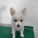 프리티 도그&캣 이미지