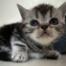 라마지샤 이미지