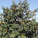 황재농장 이미지