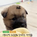 단아펫 이미지