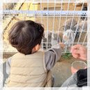 동안농장 | 부산아이들과갈만한곳 추천 기장 치유농장 온담 동물체험 후기