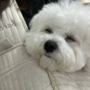 아멜리몽 이미지
