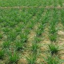 오만농장 이미지