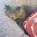 닥터각 동물병원 이미지