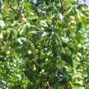 청솔당구장 이미지