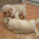 위드독스 샵 이미지