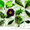 공기정화식물 이미지