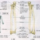 상지골
