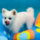 앤드퍼피 이미지