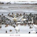 철새-1 이미지