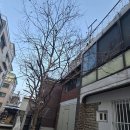 출장 나무벌목 업체 감나무 전지작업 가지치기 업체 비용
