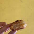 밤두둑마을 | 시드니여행(6)/시드니 뉴타운 빵맛집 miss lilly's, 오나커피, 시드니 자카란다 명소 키리빌리 포토존...