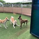 네버슬립독 이미지