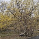 계척시목지 이미지