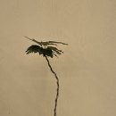 리무(RIMU) 이미지