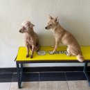 펫스티벌 | 목포 펫스티벌 애견유치원 애견호텔 놀이방 가격 한 눈에 정리