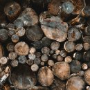 월넛 walnut 이미지