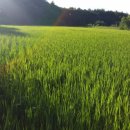 정족2리 이미지