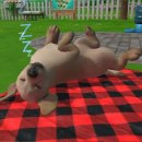 퍼피아일랜드 이미지