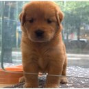 도그마루 이미지