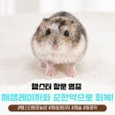 함께하는 동물병원 | 군산 수송동 동물병원 햄스터 항문에 염증이 생겼어요 농양 치료 후기