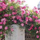 맘스터치 속초점 이미지