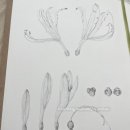 기초 보태니컬아트 기법 | 보태니컬 작가가 사용하는 펜 라이너 추천 / 내돈내산