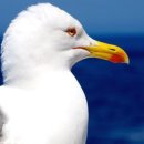 갈매기 이미지