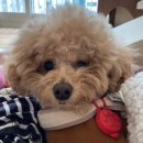 살롱드뚜뚜 이미지