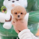 강아지분양 테디럽 이미지