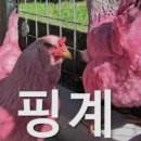장터통닭 이미지