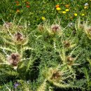 Cirsium spinosissimum 이미지