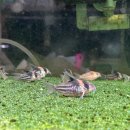 브리딩 팜 이미지