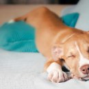 고덕 동물의료센터 이미지