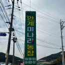 안계미나리농장 | 포항경주 미나리삼겹살맛집 안계미나리농장